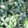 lesser periwinkle or dwarf periwinkle