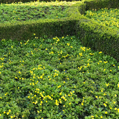 barren strawberry