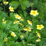 barren strawberry