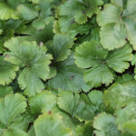 barren strawberry