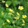 Golderdbeere gelbe Blüten