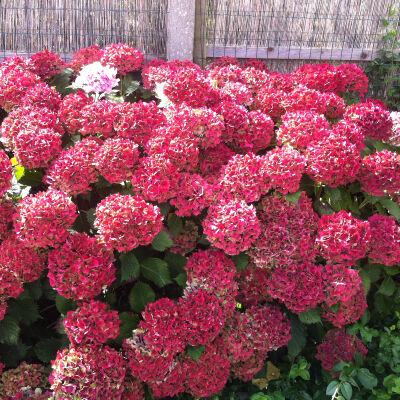 bigleaf hydrangea