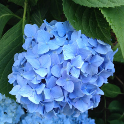 Bauernhortensie blaue Blüten
