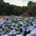 Bauernhortensie blaue Blüten