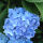 bigleaf hydrangea