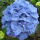 bigleaf hydrangea