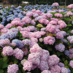 Hydrangea Macrophylla