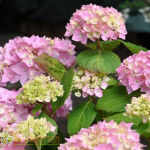 bigleaf hydrangea