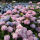 Bauernhortensie rosa Blüten