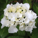 bigleaf hydrangea