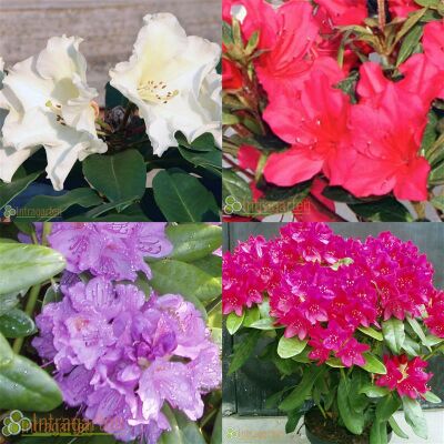 Rhodondendron Mix 4 verschiedene Farben