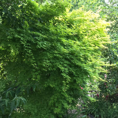 Acer palmatum Katsura