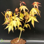 palmate maple, Japanese maple