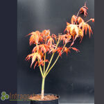 Palmate maple, Japanese maple