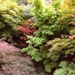 Palmate maple, Japanese maple