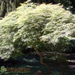 Acer palmatum Katsura