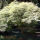 Palmate maple, Japanese maple