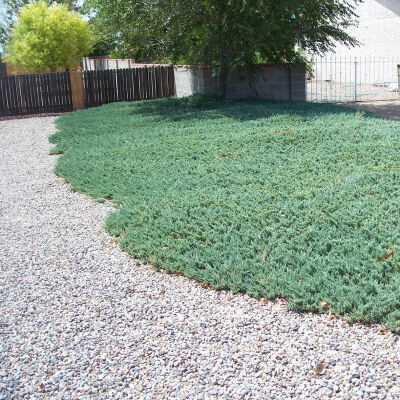 Juniper Blue Rug