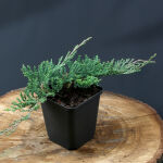 Juniperus horizontalis Wiltonii