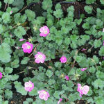 Erodium Bishops Form