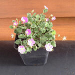 Erodium Bishops Form