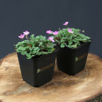 Erodium Bishops Form