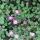 Reiherschnabel rosa