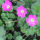 Erodium Bishops Form