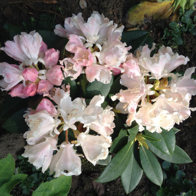 Tall Hybrid Rhododendron
