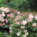 Tall Hybrid Rhododendron