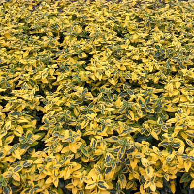 Euonymus Emerald Gold