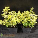 Euonymus fortunei Emerald n Gold