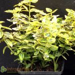 Euonymus fortunei Emerald n Gold