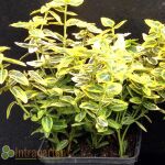 Euonymus fortunei Emerald n Gold