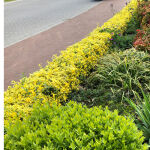 Euonymus fortunei Emerald n Gold