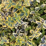 Euonymus fortunei Emerald n Gold