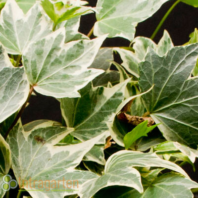 Hedera helix Glacier, common ivy