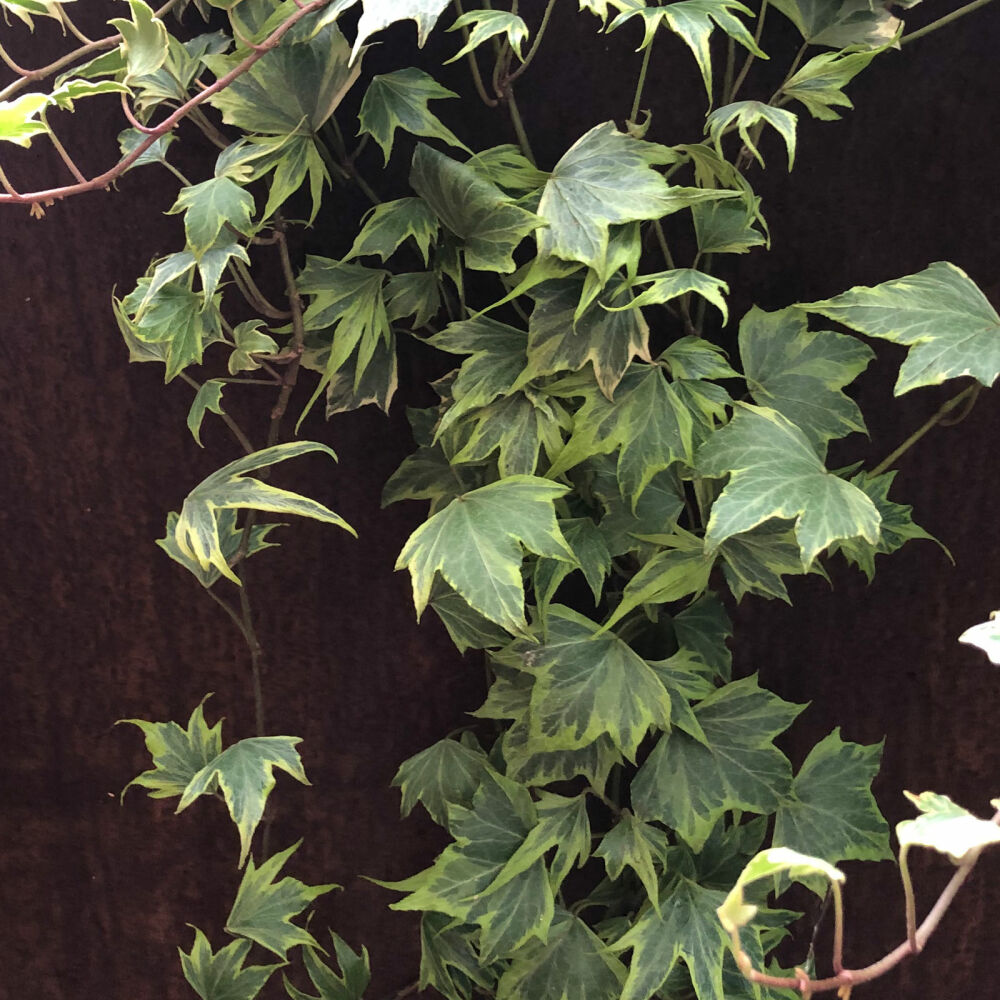 Kletterpflanze Hedera Helix Yellow Riple 20 Stück Efeu gelbgrüner Bodendecker 