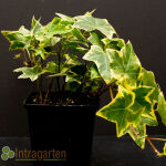 Hedera helix Yellow Ripple