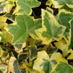 Hedera helix Yellow Ripple