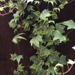 Hedera helix Yellow Ripple