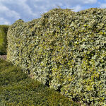 Hedera helix Yellow Ripple