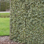 Yellow Ripple English Ivy