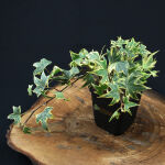 Hedera helix Yellow Ripple