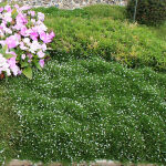 heath pearlwort or Irish-moss