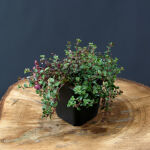 creeping thyme, or elfin thyme,