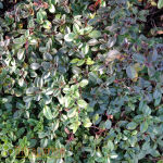 creeping thyme, or elfin thyme,