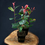 Photinia little Red Robin