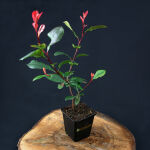 Photinia little red robin