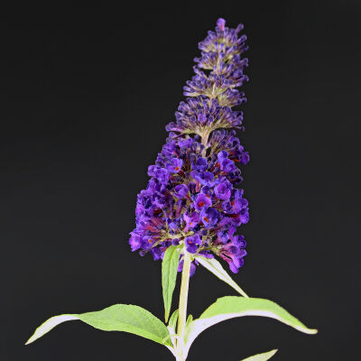 butterfly bush Black Knight